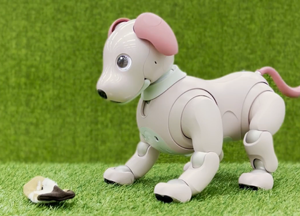 aibo robot crouching down and barking at a small object on the floor.