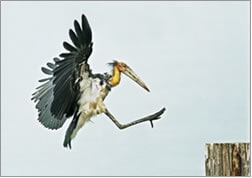 &copy;Vincent Foong, courtesy of Sony World Photography Awards 2009