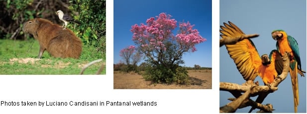 Photos taken by Luciano Candisani in Pantanal wetlands