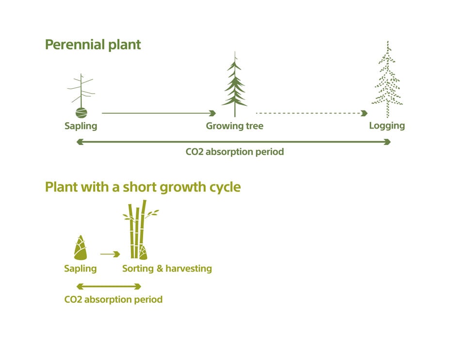 Perennial plant Plant with a short growth cycle