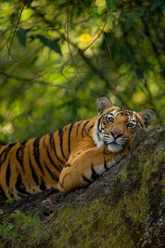 A tiger lying on a large rock in a forest.