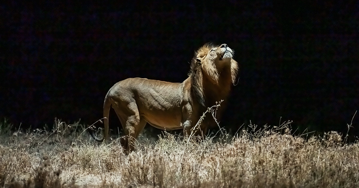 SONY107万画素メガピクセル　Super Night Shot Accompanying the still photography of 'Lion Night' | Stories