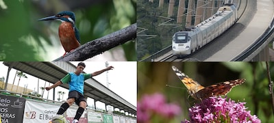 AF nhận dạng trong thời gian thực đối với nhiều chủ thể hơn
