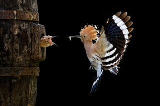 “Nature & Wildlife” の部　「upupa」