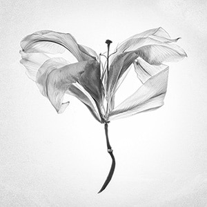 Dead Lilies