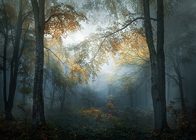 Early Autumn