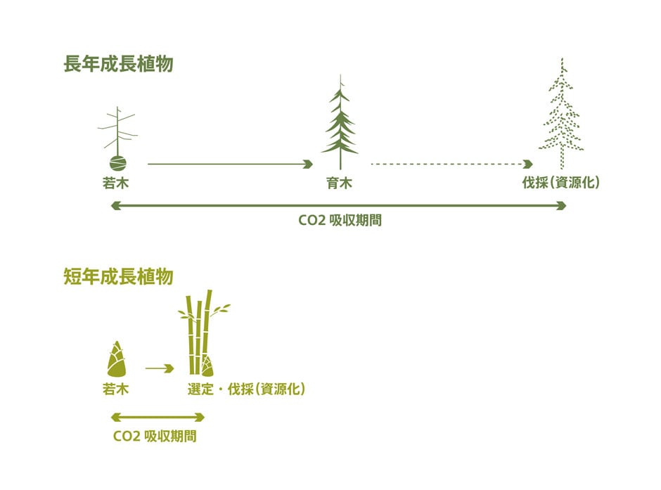 長年成長植物 短年成長植物