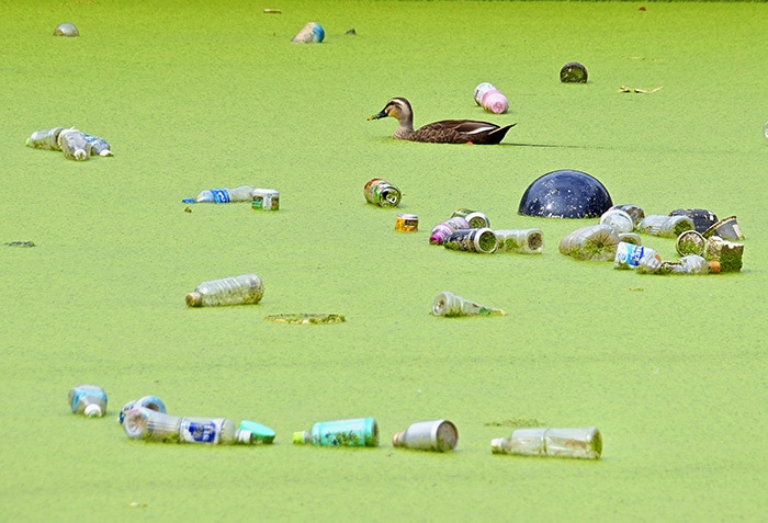 カモの困惑（HIRO）