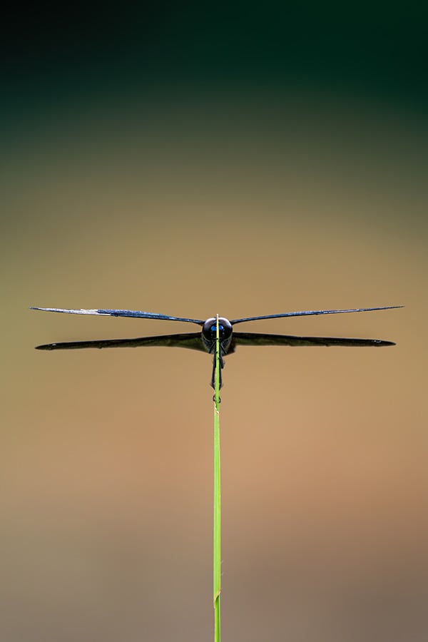 バランスをとって（鴨田 朋哉）