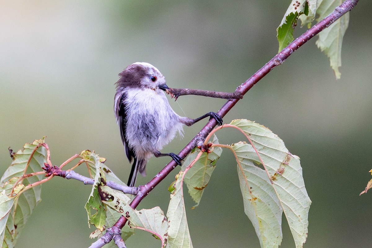 綱引き（エトピリカ）