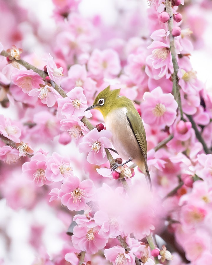 個性派ウメジロー（chii）