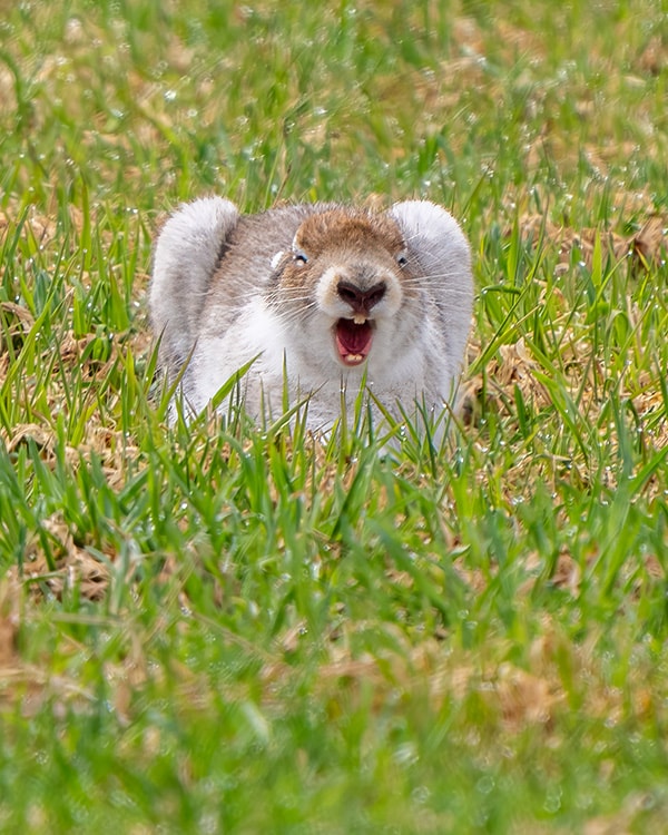 笑うエゾユキウサギ（東倉 祐治）