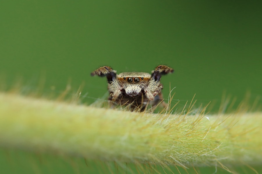 バァ！（がっちゃん）