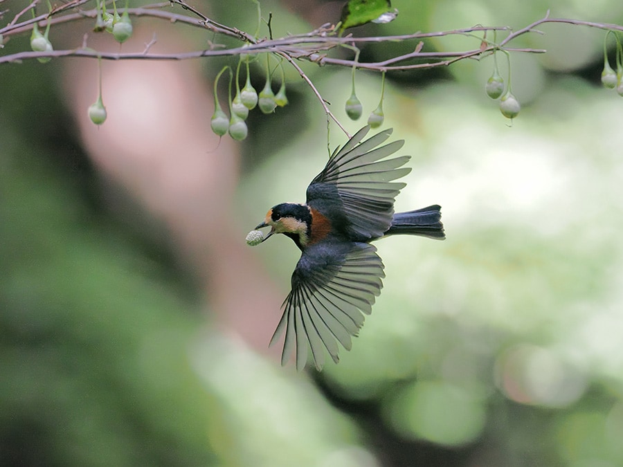 パン食い競争（Oishii）