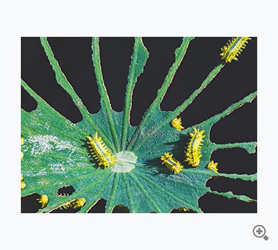 大家族（タッキー）