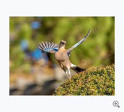 ダブルバイセップス！（本多 純）