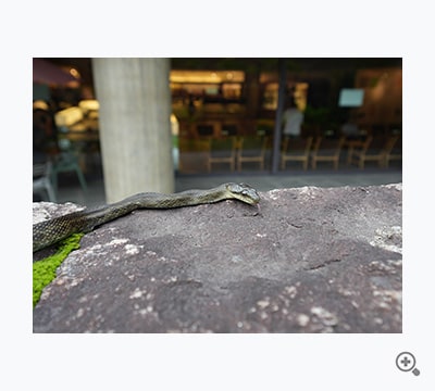 適応した捕食者（hatonosuke.）