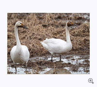 美肌の基本は泥パック（sakuranohanae）