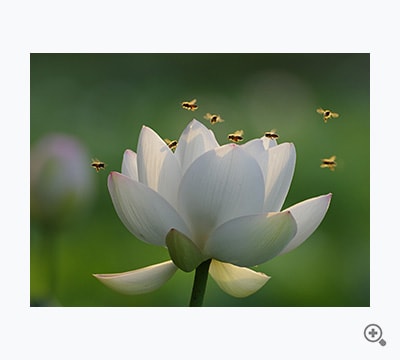 八の蜂が蜜に密（元新人類）