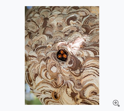 ファインダー越しのにらめっこ（渡辺 豊大）