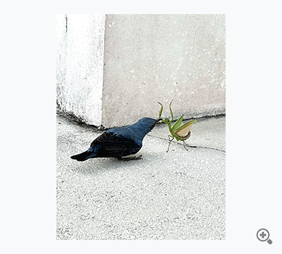 フライングゲット（nao）