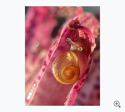 ホトトギスにチビデンデン（黒子）