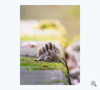 ひんやり苔のふとん（佐々木 新太）