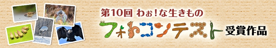 第10回 わぉ！な生きものフォトコンテスト 受賞作品
