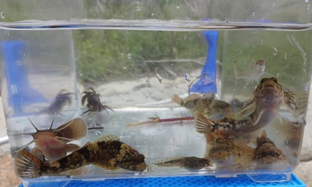 ソニーグループポータル 環境 わぉ わぉ 生物多様性プロジェクト これまでの活動記録 18年